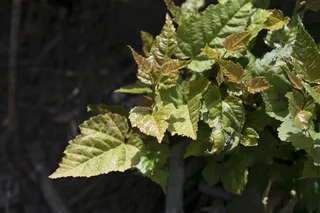 植物，树木，幼树，芽，叶，叶，叶，植物部分