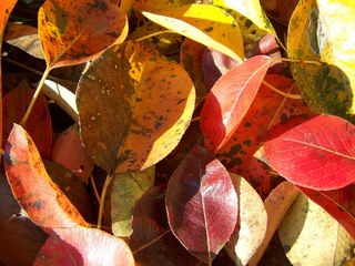 秋天，有色的，叶子，阿伐，有色的叶子，秋天，没有人，叶子