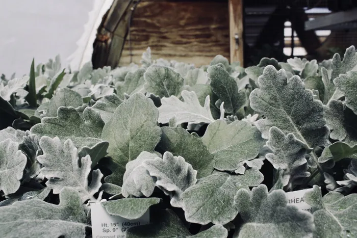 树叶，绿色，自然，木材，乡村，温室，植物，植物