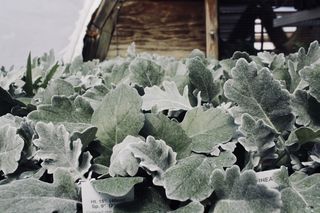 树叶，绿色，自然，木材，乡村，温室，植物，植物