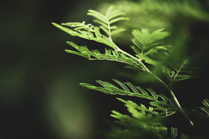 蕨类植物叶片的选择性聚焦摄影