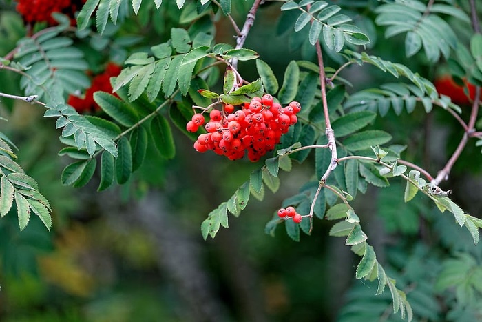 树林里的红色浆果