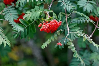 树林里的红色浆果