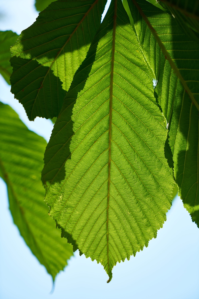 绿色，叶子，宏观，自然，植物，叶子，树木，叶绿素