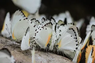 灰面上的白蝴蝶