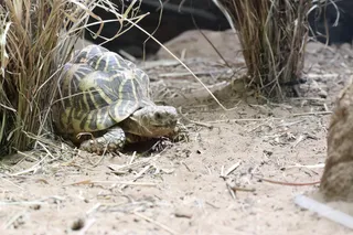 海龟，海洋生物，爬行动物，动物，箱龟，乌龟，贝壳，无脊椎动物