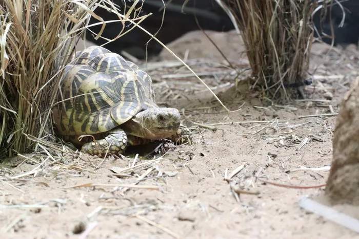 海龟,海洋生物,爬行动物,动物,箱龟,乌龟,贝壳,无脊椎动物 海龟,海洋生物,爬行动物,动物,箱龟,乌龟,贝壳,无脊椎动物
