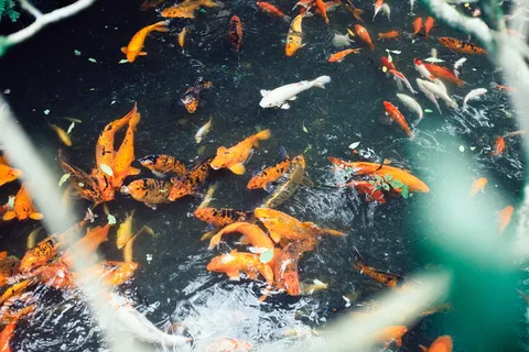 美国、阿胡马努、寺庙拜奥多、锦鲤、橙色、白色、蓝色、绿色