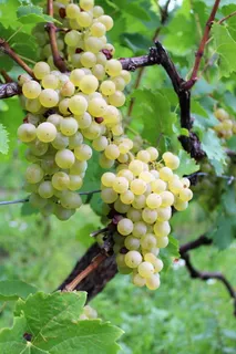 葡萄酒,葡萄,葡萄,rivaner,葡萄园,müller turgau,krems,水果 葡萄酒,葡萄,葡萄,rivaner,葡萄园,müller turgau,krems,水果