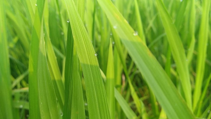 生长，草，叶，植物，郁郁葱葱，绿色，植物，自然之美