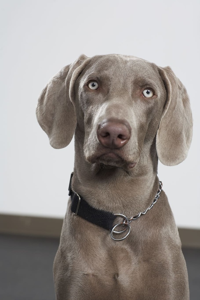 成年老鼠灰威马纳犬，狗，宠物，狗，品种，纯种，威马纳犬，可爱的狗