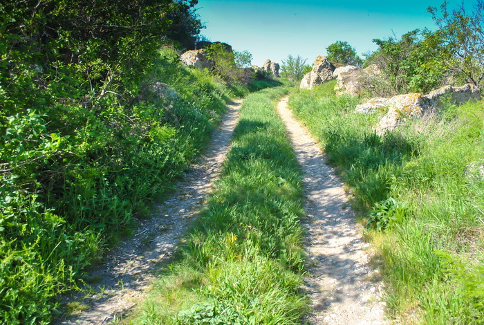 道路，森林，自然，山脉，路径，森林道路，植物，绿色