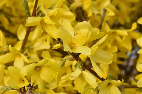 连翘,花园,花,春天,自然,开花植物,脆弱,植物 连翘,花园,花,春天,自然,开花植物,脆弱,植物