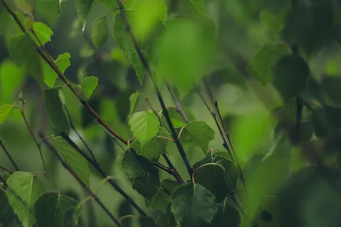绿色, 模糊, 背景虚化, 树, 植物, 增长, 绿色, 植物部分 绿色, 模糊, 背景虚化, 树, 植物, 增长, 绿色, 植物部分