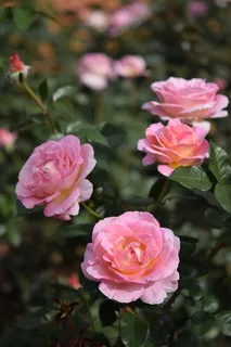 玫瑰,花,植物,粉色,地狱,花园,公园,玫瑰 玫瑰,花,植物,粉色,地狱,花园,公园,玫瑰