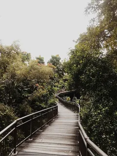 桥梁、环境、树叶、人行道、森林、扶手、树叶、金属栏杆 桥梁、环境、树叶、人行道、森林、扶手、树叶、金属栏杆