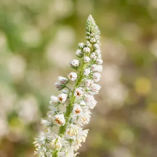 希腊, 阿利莫斯, 帕尼山, 花, 植物, 春天, 自然之美, 非城市场景