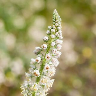 希腊, 阿利莫斯, 帕尼山, 花, 植物, 春天, 自然之美, 非城市场景