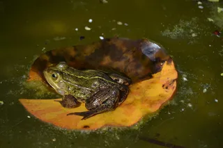 青蛙，池塘，水，青蛙池塘，两栖动物，睡莲垫，池塘居民，花园池塘