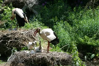 鹳，鹳巢，响尾鹳，品种，鹳，白鹳，鸟，动物主题