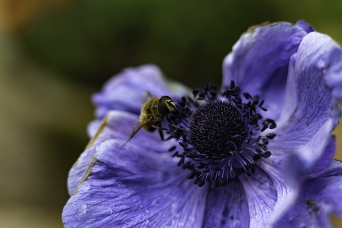 英国, bolsover, bolsover 城堡, 背景虚化, 宏, a7rii, 索尼 alpha, 蜜蜂