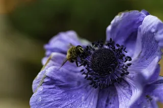 英国, bolsover, bolsover 城堡, 背景虚化, 宏, a7rii, 索尼 alpha, 蜜蜂