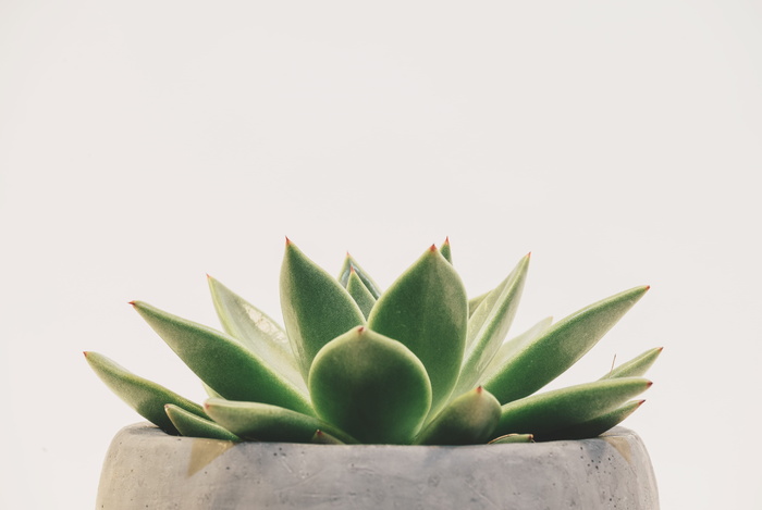 绿色多汁植物