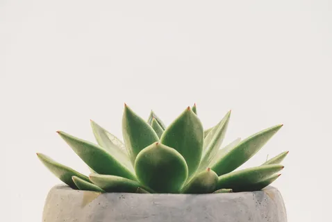 绿色多汁植物 绿色多汁植物