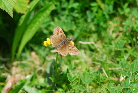 Dingy Skipper，Skipper，Butterfly，Skipper，Butterfly，wildlife，sussex，mill hill，wildlife walk