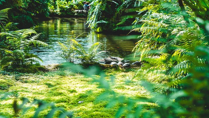 水体附近的绿色蕨类植物