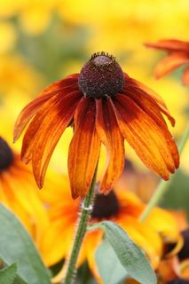 花园，植物，太阳花，自然，花，夏天，花园，花店