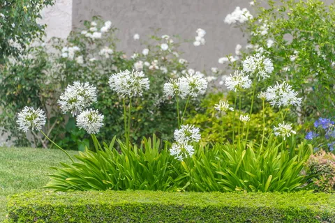 白色,花朵,葱,自然,白色花朵,植物,茎,花朵 白色,花朵,葱,自然,白色花朵,植物,茎,花朵