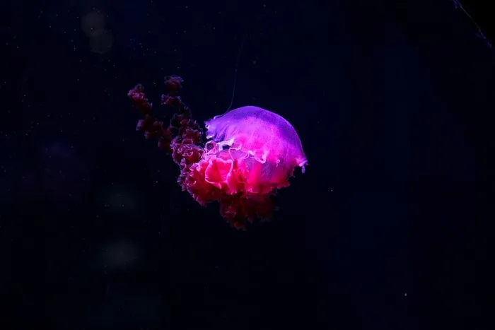 水母，水下，深海，海洋，刺，野生动物，动物主题