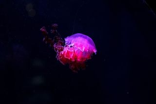 水母，水下，深海，海洋，刺，野生动物，动物主题