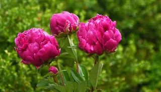 花园里开着红色的牡丹花。