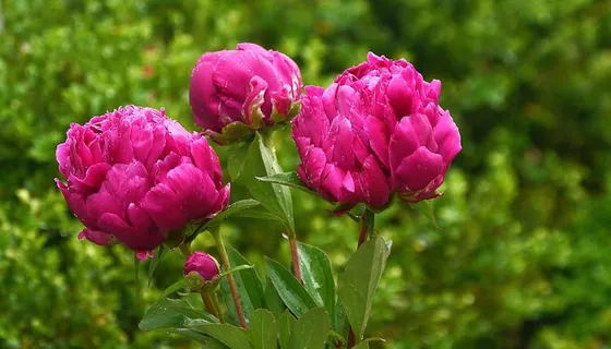 花园里开着红色的牡丹花。 花园里开着红色的牡丹花。