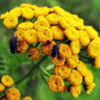 艾菊, 鲜花, 飞, heilpfanze, faerbepflanze, 管状花, 花篮, tanacetum vulgare