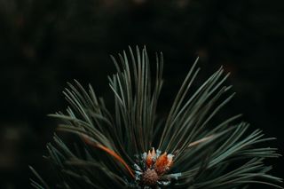 绿色和橙色叶子植物的特写照片