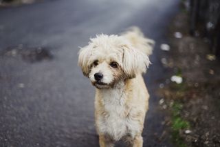 长毛棕褐色幼犬的选择性聚焦摄影