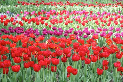 郁金香,花,自然,花,红色,自然之美,新鲜,生长 郁金香,花,自然,花,红色,自然之美,新鲜,生长