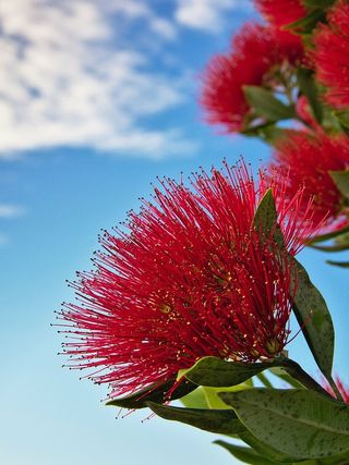 特写照片，红色，花瓣花朵，浅色，聚焦，摄影，花朵，自然