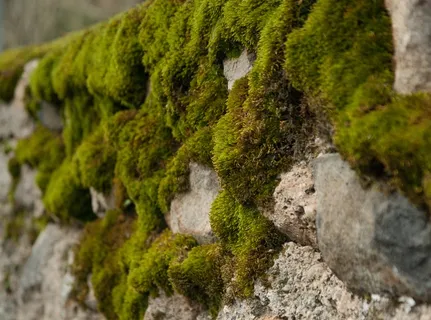 泡沫、墙壁、湿度、植被、背景、自然、植物、绿色 泡沫、墙壁、湿度、植被、背景、自然、植物、绿色