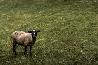 牧场上美丽的黑脸白羊