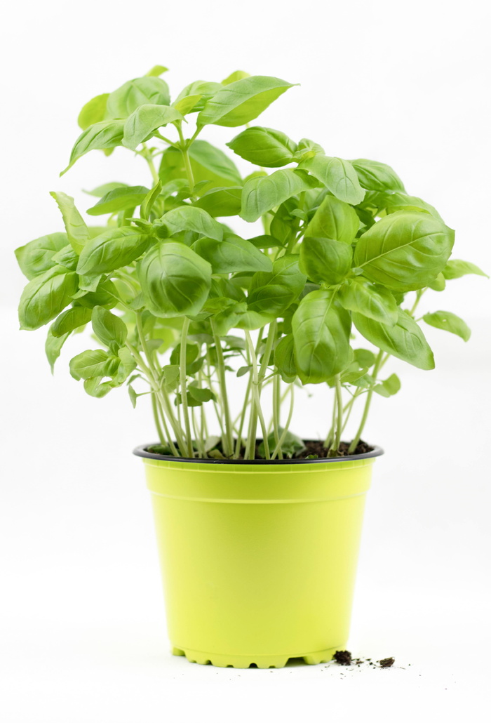 绿色，多叶，植物，黄色，盆栽，罗勒，罗勒灌木，罗勒盆栽