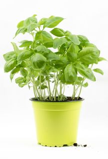 绿色,多叶,植物,黄色,盆栽,罗勒,罗勒灌木,罗勒盆栽 绿色,多叶,植物,黄色,盆栽,罗勒,罗勒灌木,罗勒盆栽