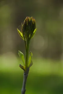 新生,芽,绿,春天,生命,几乎,植物,生长 新生,芽,绿,春天,生命,几乎,植物,生长