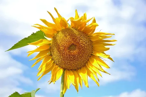 向日葵,植物,黄色,阳光,大夏,自然,生活的自然,太阳 向日葵,植物,黄色,阳光,大夏,自然,生活的自然,太阳