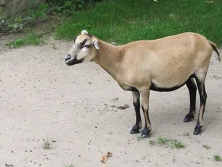 山羊, 矮山羊, 旧金山, 家养动物, 动物, 动物主题, 脊椎动物, 哺乳动物