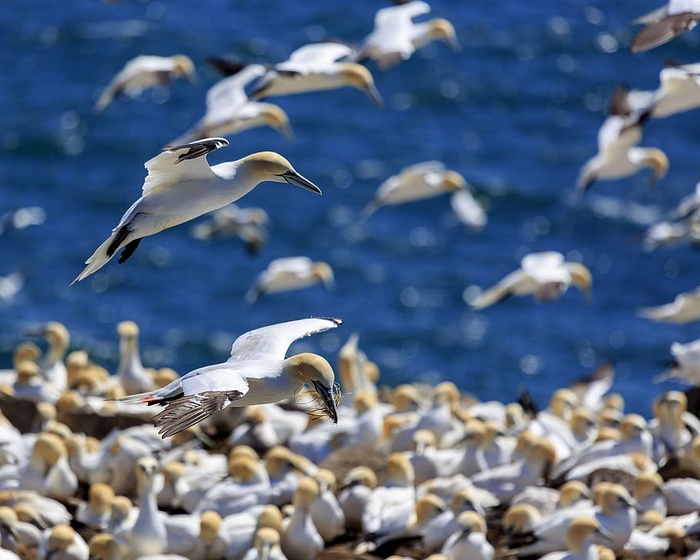 圣玛丽角，纽芬兰和拉布拉多的生态保护区，加拿大。