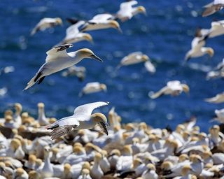 圣玛丽角，纽芬兰和拉布拉多的生态保护区，加拿大。
